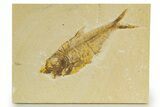 Bargain, Fossil Fish (Knightia) - Wyoming #340830-1